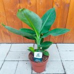 Banánovník (Musa acuminata) ´DWARF CAVENDISH´ - výška 20-30 cm, kont. C1L